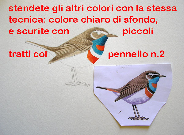 corso di disegno naturalistico 6 lezione